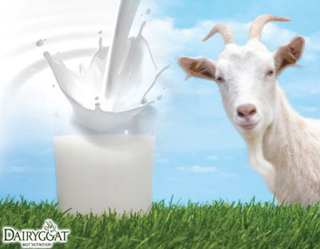 Công bố phù hợp an toàn thực phẩm sữa dê nhập khẩu từ Úc