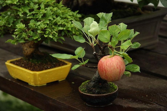 tao-bonsai-trung-quoc-trieu-dong-nguoi-ban-tiet-lo-su-that-soc 1