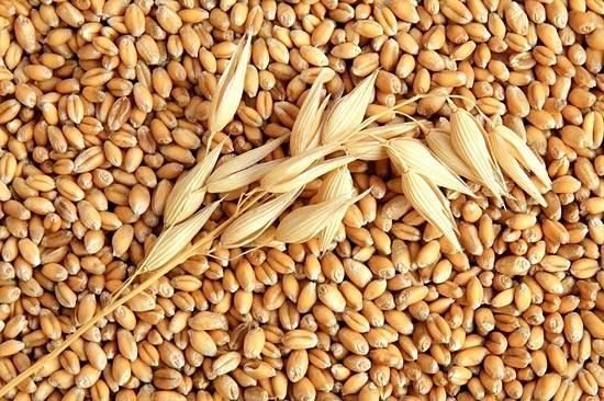 Công bố chất lượng sản phẩm làm từ ca cao, lúa mạch như thế nào?